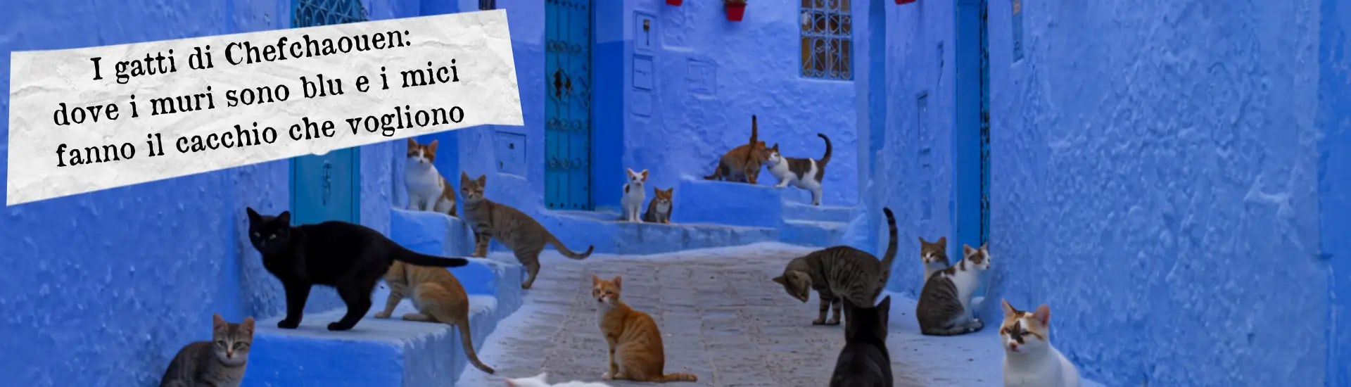 gatti di Chefchaouen larga